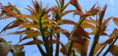 香椿树的种植|香椿树种植指南（掌握正确种植时间，让香椿树茁壮成。